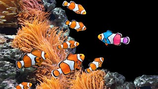 Aquatic Harmony: Ocean Dreams for Deep Relaxation | Soothing Water Sounds & Calming Waves