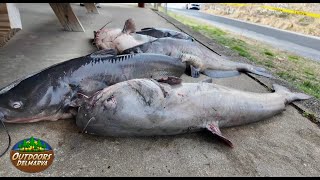 2025 Sharptown Catfish Tournament