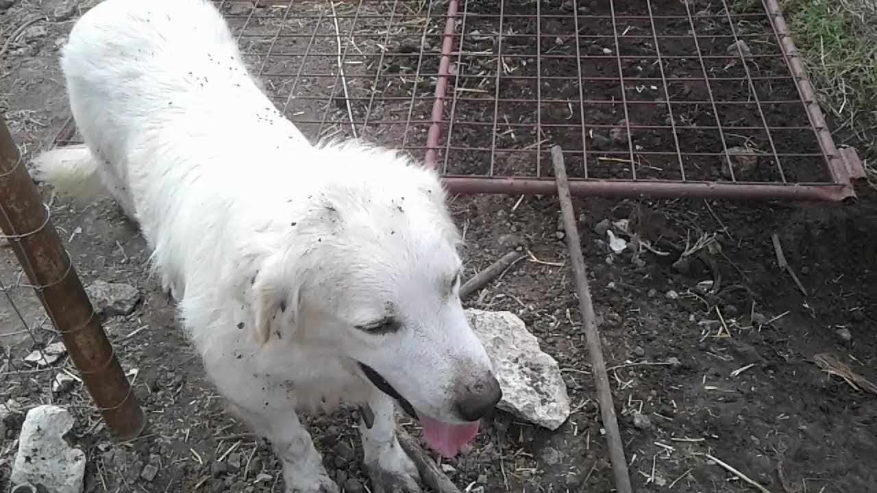 great pyrenees puppy Naughty Dogs and Hormonal Goats