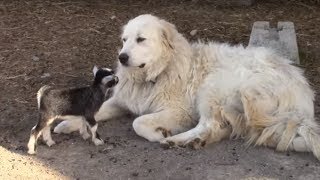 Tiny Baby Goats Adorably Play With Pyrenean Mountain Dog