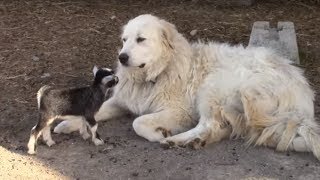 Tiny baby goats adorably play with Pyrenean Mountain Dog