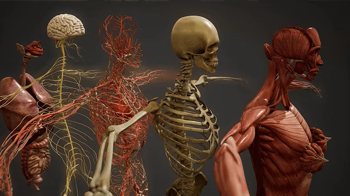 🔴 Inside Us Live: Human Anatomy & Organ Systems