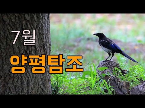 (양평탐조) 7월에 관찰한 동네 새와 곤충들ㅣ Korean Birds #birdwatching#healing#nature#wildbirds#bird