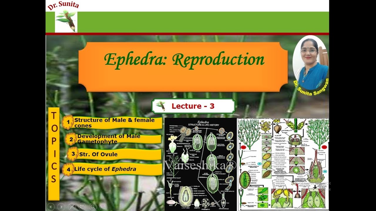 Ephedra Reproduction