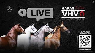 LIVE  - HARAS VHV