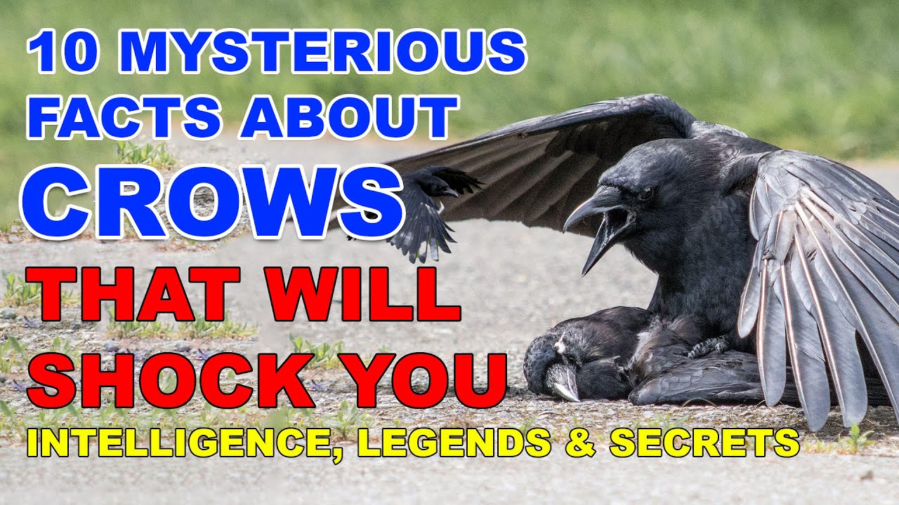 10 Mysterious Facts About Crows That Will Shock You | Intelligence, Legends & Secrets