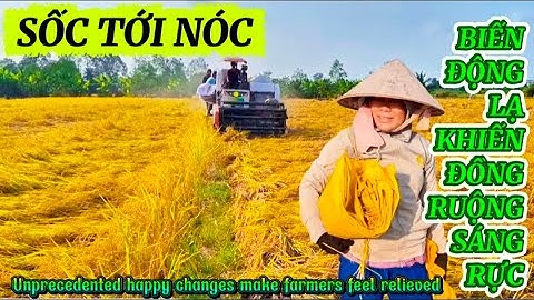 CÁNH ĐỒNG RỘN RÀNG KHI GIÁ LÚA KHỞI SẮC KHÔNG TƯỞNG NIỀM VUI PHỦ KÍN|Giải Trí Miền Tây