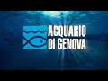 Acquario di Genova, short video 08/2019