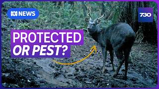 Should wild deer be protected or declared a pest? | 7.30