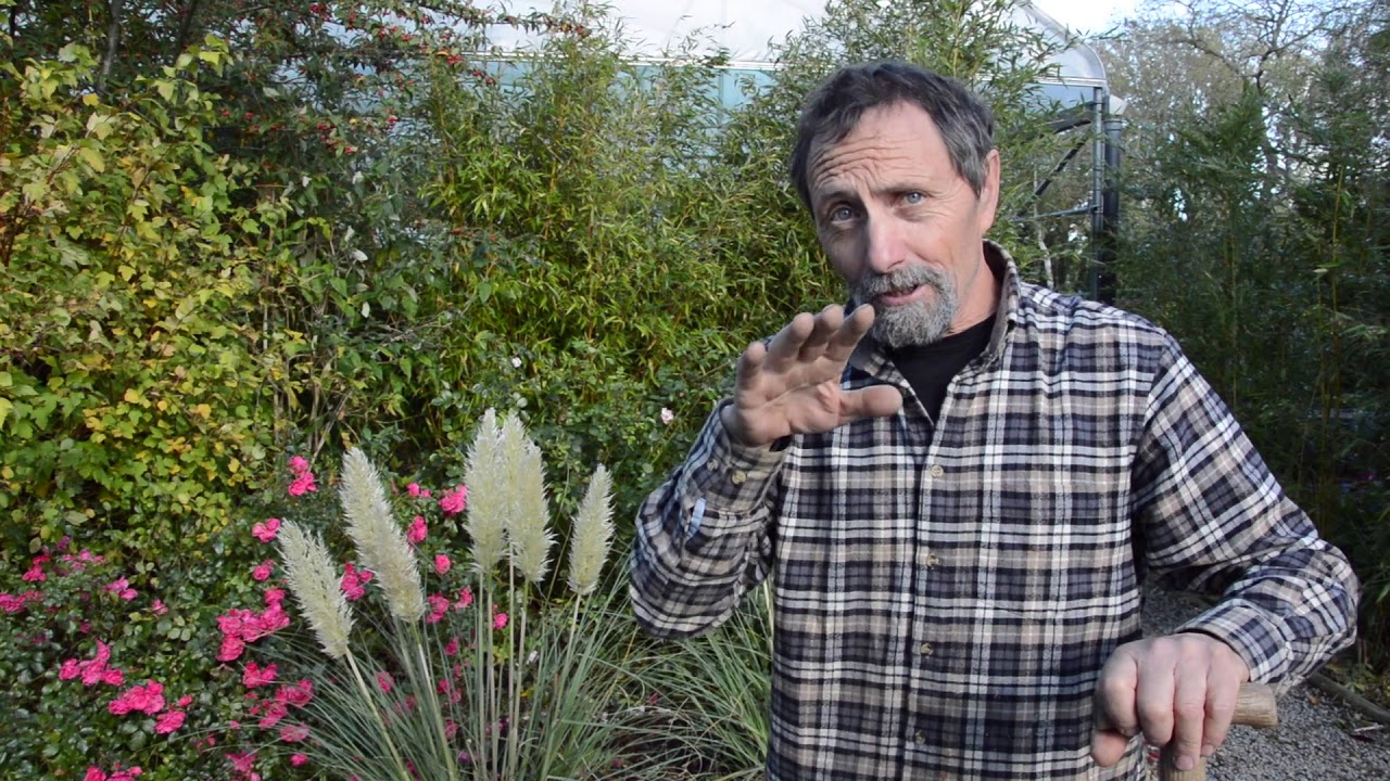 Finishing off our Dwarf Pampas Bed