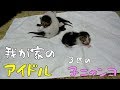 【母猫は1歳】子猫が子ネコを育てる！ #2 生後4日目 お子達も激写！敷物を交換しました((*´艸‘))ﾌﾟﾌﾟｯ