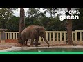 World's loneliest elephant starts a new life in sanctuary in Cambodia