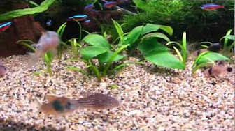 コリドラス ボトムサンドまとめ Youtube