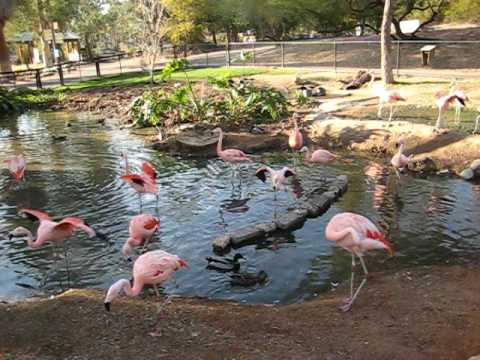 what sound does a flamingo make?