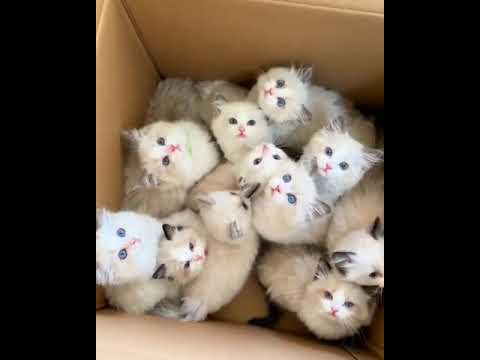 Video Funnys