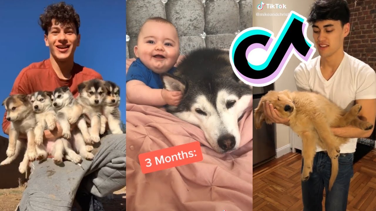 TikToks You Can Watch With Your Dogs YouTube