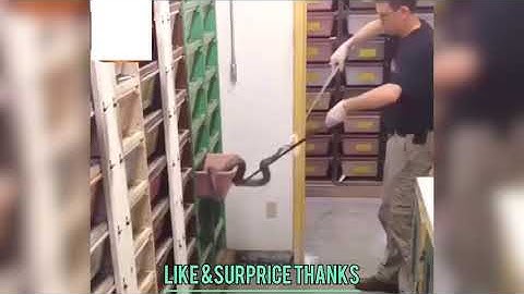 Cho rắn ăn , việc nhẹ lương cao nha các bạn !!