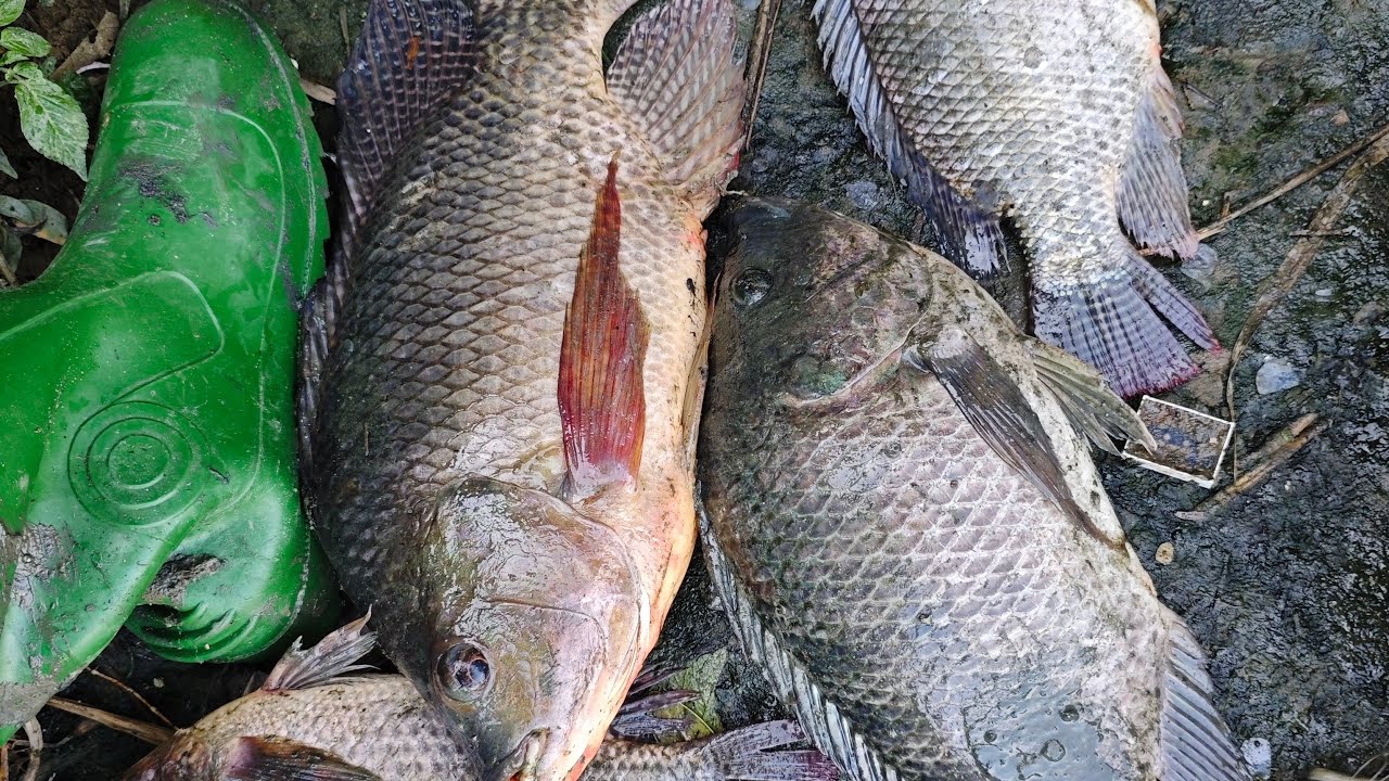 noygabo fishing is live! 21th Friday morning fishing live 🎣🐟