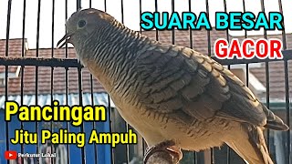 Perkutut Lokal Gacor Suara Besar Pancingan Burung Perkutut Paling Ampuh Agar Cepat Bunyi #perkutut