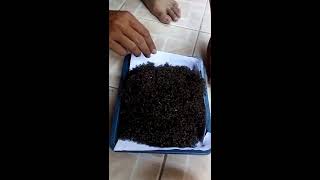 Panen Nyamuk - Mosquito Traps - Part 1