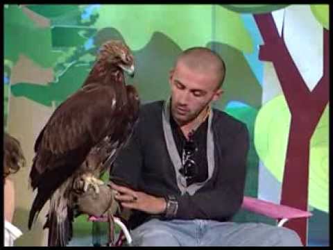 მტაცებელი ფრინველები - Birds of Prey - გადაცემა \'ეკოვიზია\' - 'Ecovision' TV Show