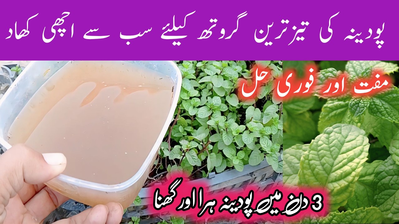 How to make organic kitchen waste liquid fertilizer for plants | pudina ko hara banane ka tarika