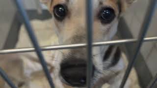 Acs A814271