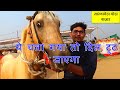 मजबूरी काठियावाड़ी घोड़ा बेचने की, मुहब्बत है जिससे Sarangkheda Mela 2021 Fair Horse Sale Market Video