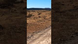 Coyote muy tranquilo caminando sin temor al humano #coyote #wildlife #fauna #caninos #mexico
