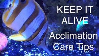 Adding a Copperband Butterflyfish Keep It Alive Acclimation Care Tips Saltwater Coral Reef Aquarium