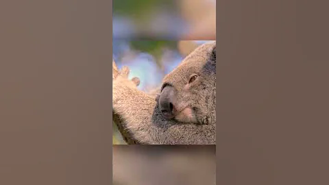 Коалы едят ядовитые листья эвкалипта. И много спят