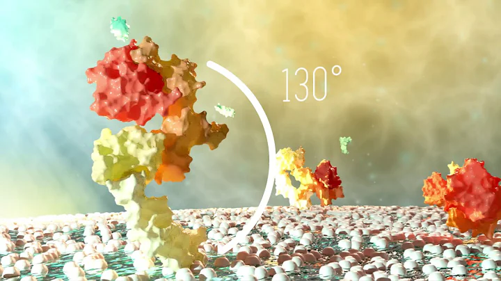 Epidermal Growth Factor Receptor