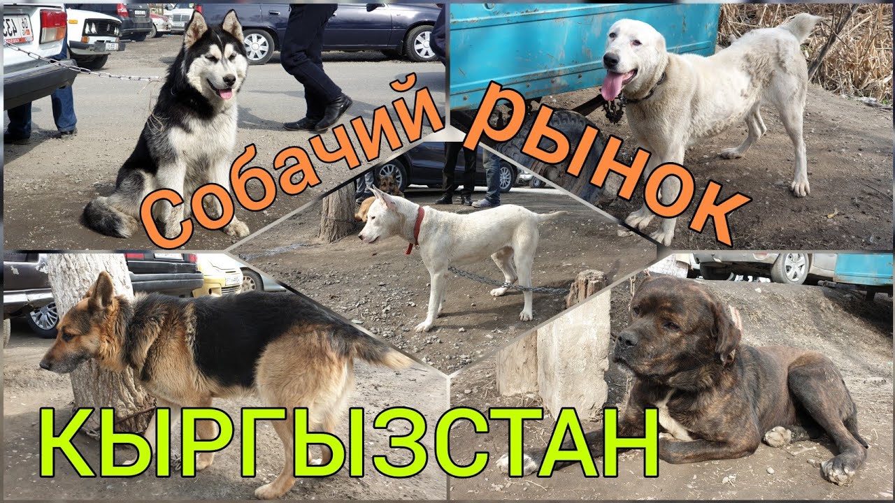 ИТ базарды ИЛИП өт!  ИТ баасын БИЛИП өт!  |  Хаски, Алабай, Авчерка, Кыргыз дөбөт