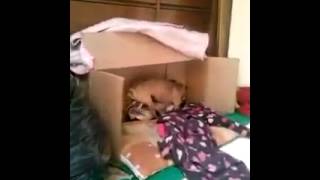 Hunde Beim Sex, Frauchen Stört, Hunde Greifen An Hunde Beim Sex, Frauchen Stört, Hunde Greifen An