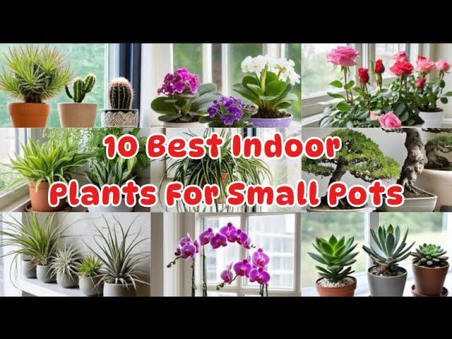 buy lavender plant online Mona Lavender  Jungle Plants