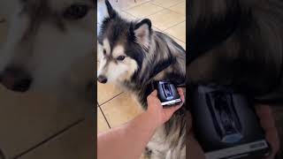 Shaving My Husky Prank