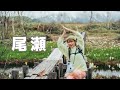 【尾瀬ハイキング】霧の幻想的な水芭蕉！鳩待峠〜尾瀬小屋まで散策・グルメも