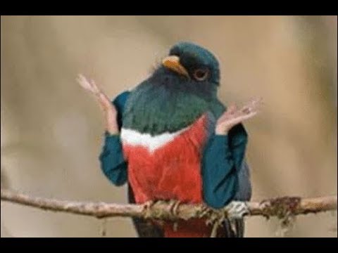 dank-birds-memes-compilation-6!