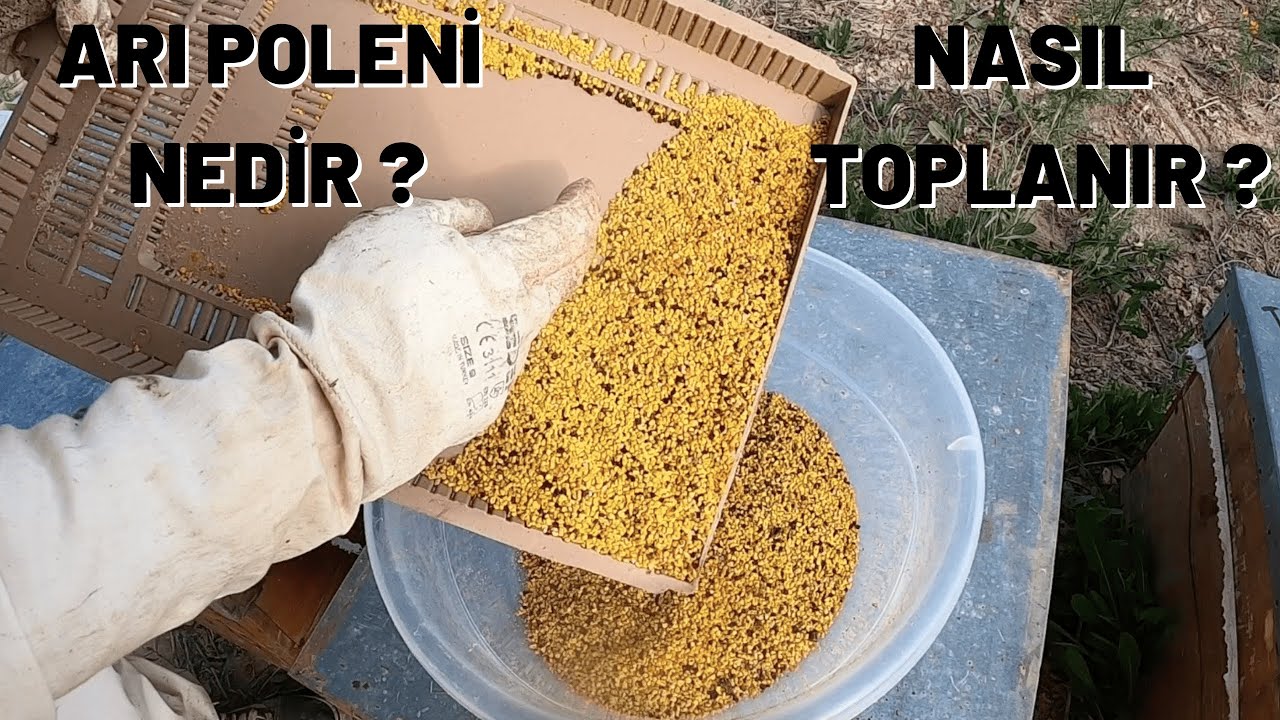 İlk Kez Polen Topladık | Polen Nasıl Toplanır ? | Arı Poleni Nedir ? | Arı Poleni Üretimi |