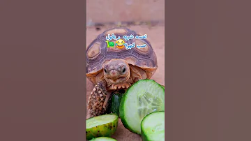 التنويع في اكل السلاحف و عدم الاعتماد فقط على الخس Turtle اكسبلور Tortoise 