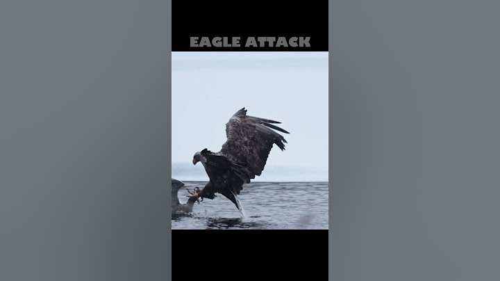 EAGLE ATTACK