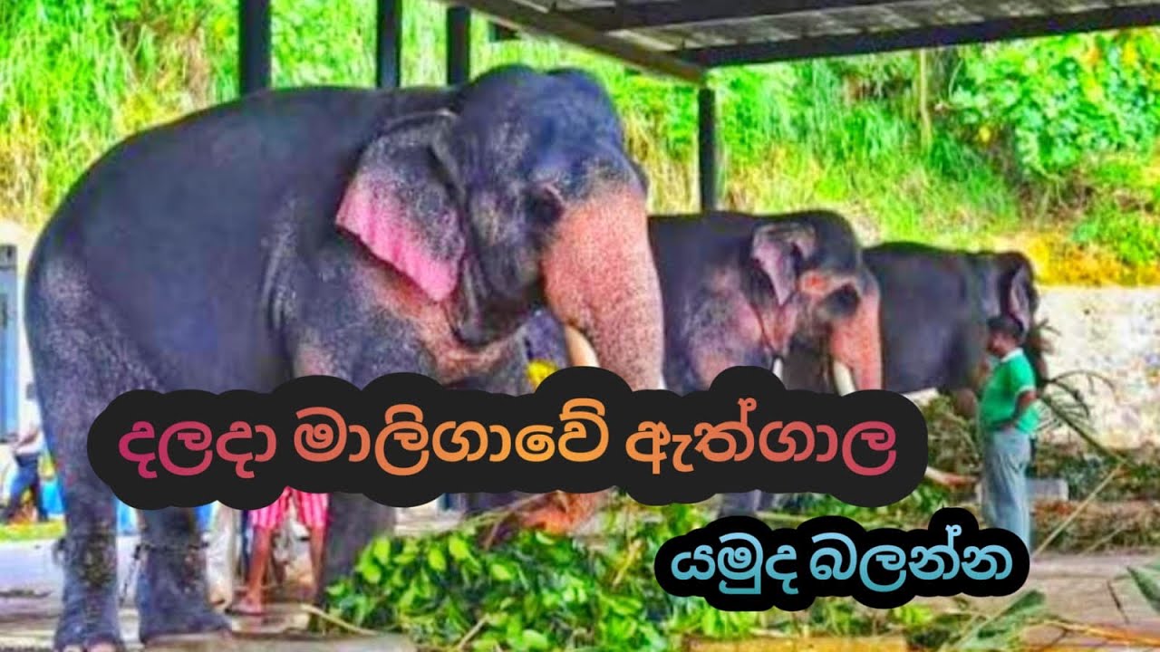 දළදා මාළිගාවේ ඇත් ගාල 🐘🙏 | Kandy Sri Lanka