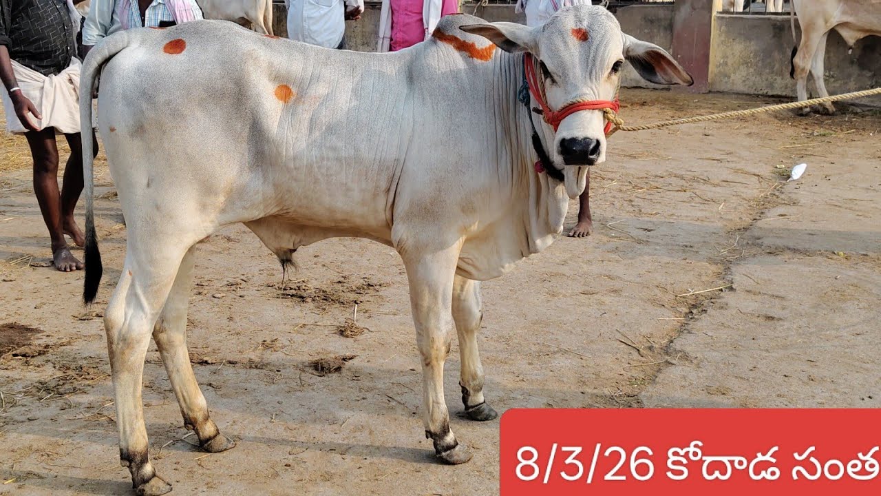 పోటా పోటీగా కోదాడ సంత లో బేరాలు #ongolebulls #కోదాడసంత #9618628760