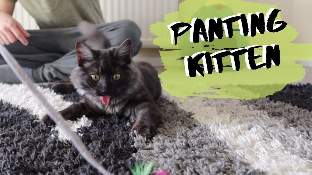 Kitten Pants Like A DOG Playing With His FAVOURITE Toy YouTube