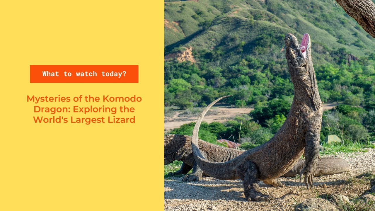 Mysteries of the Komodo Dragon: Exploring the World's Largest Lizard ...