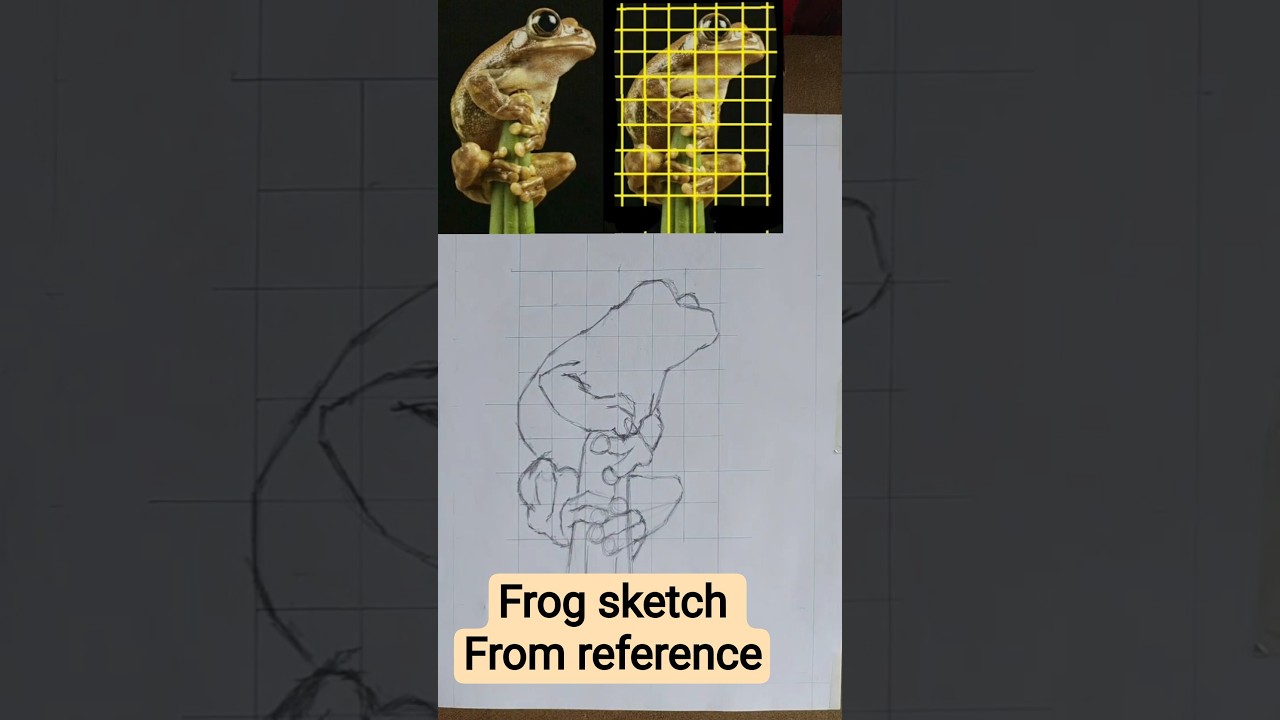 frog sketch from reference 