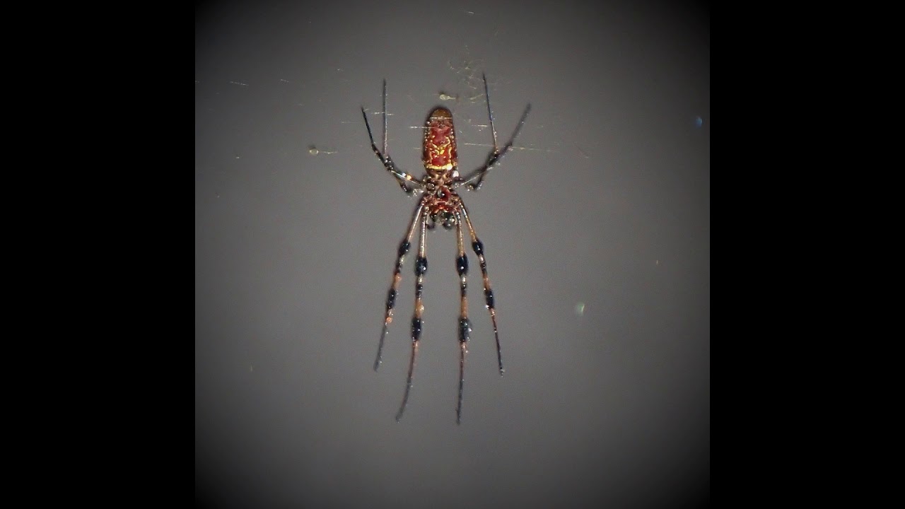 AscendTranscend : Molt