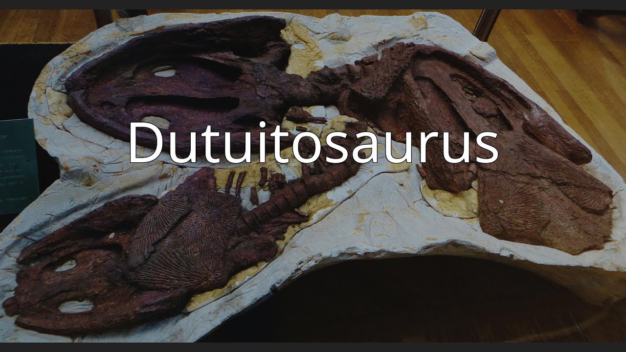 Dutuitosaurus
