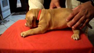 Red Nose Pitbull Puppy Female Part 2
