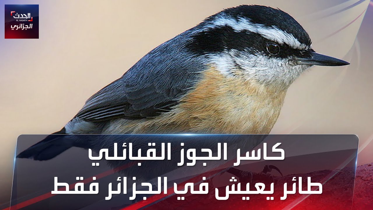 كاسر الجوز القبائلي..طائر نادر يعيش في الجزائر فقط